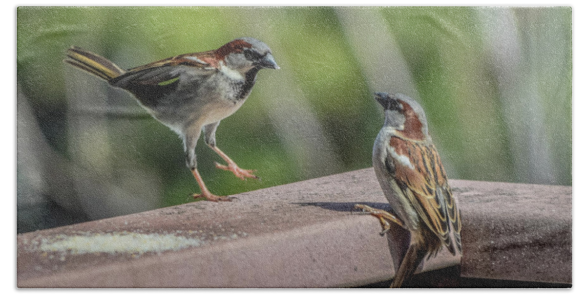 Hooded Sparrow Beach Towel featuring the photograph Sparrows At Play by Dawn Hough Sebaugh