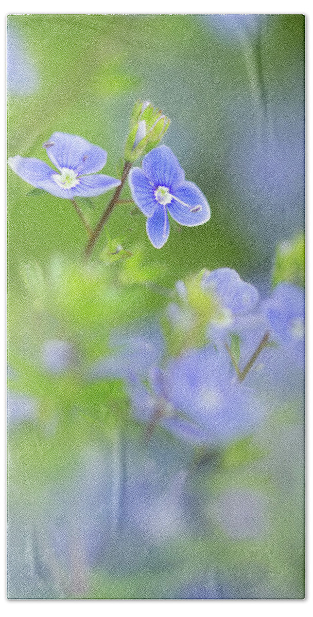 Blue Flower Beach Towel featuring the photograph Speedwell flower, veronica officinalis by Dirk Ercken