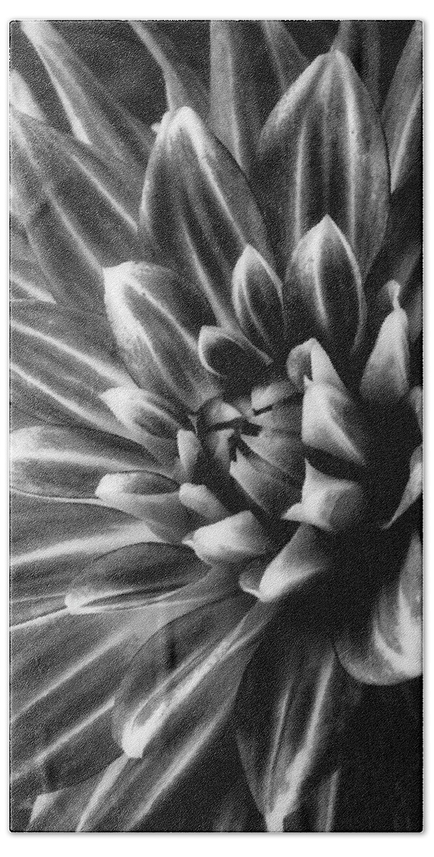 Dahlia Beach Towel featuring the photograph Spider Dahlia In Black And White by Garry Gay
