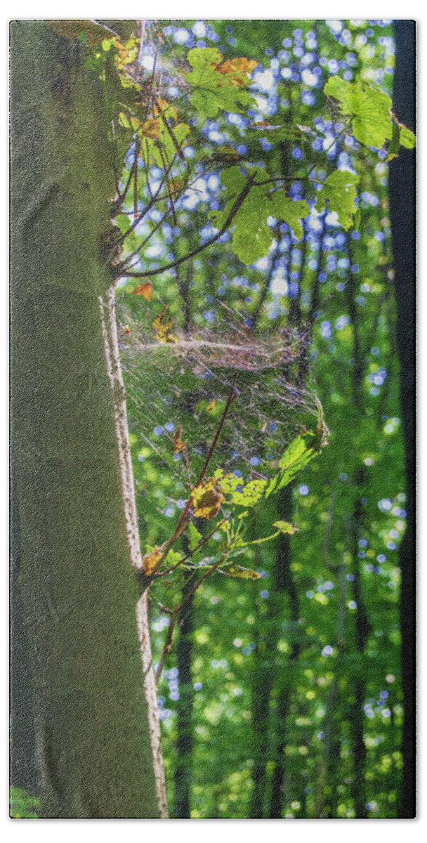 Spider Web Beach Sheet featuring the photograph Spider web in a forest by Sun Travels