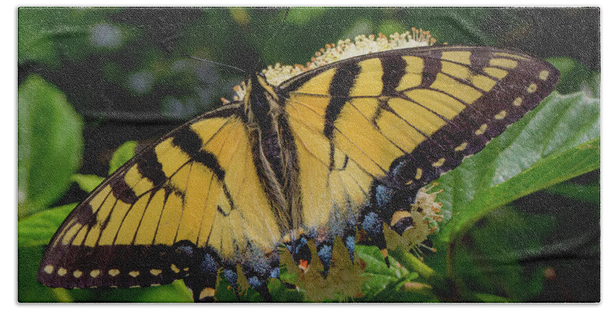 Butterfly Beach Towel featuring the photograph Spread Your Wings by Lora J Wilson