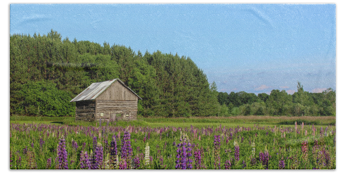 Lupine Beach Towel featuring the photograph Spring Lupine Barn 34 by Brook Burling