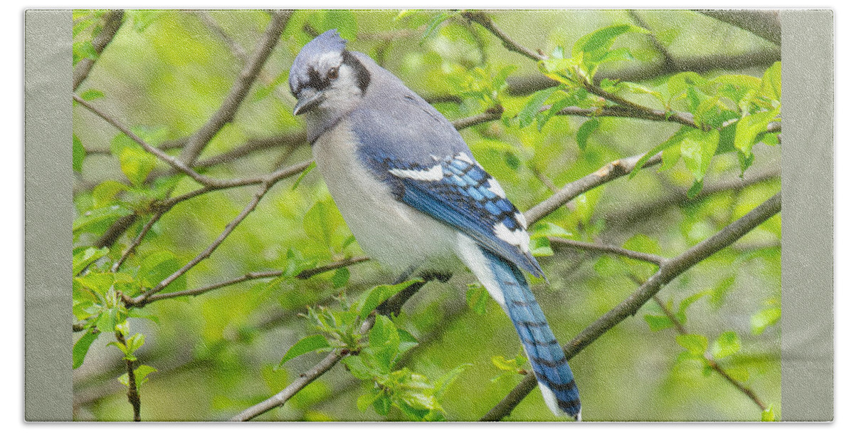 Bluejay Beach Sheet featuring the photograph Springtime BlueJay by Kristin Hatt