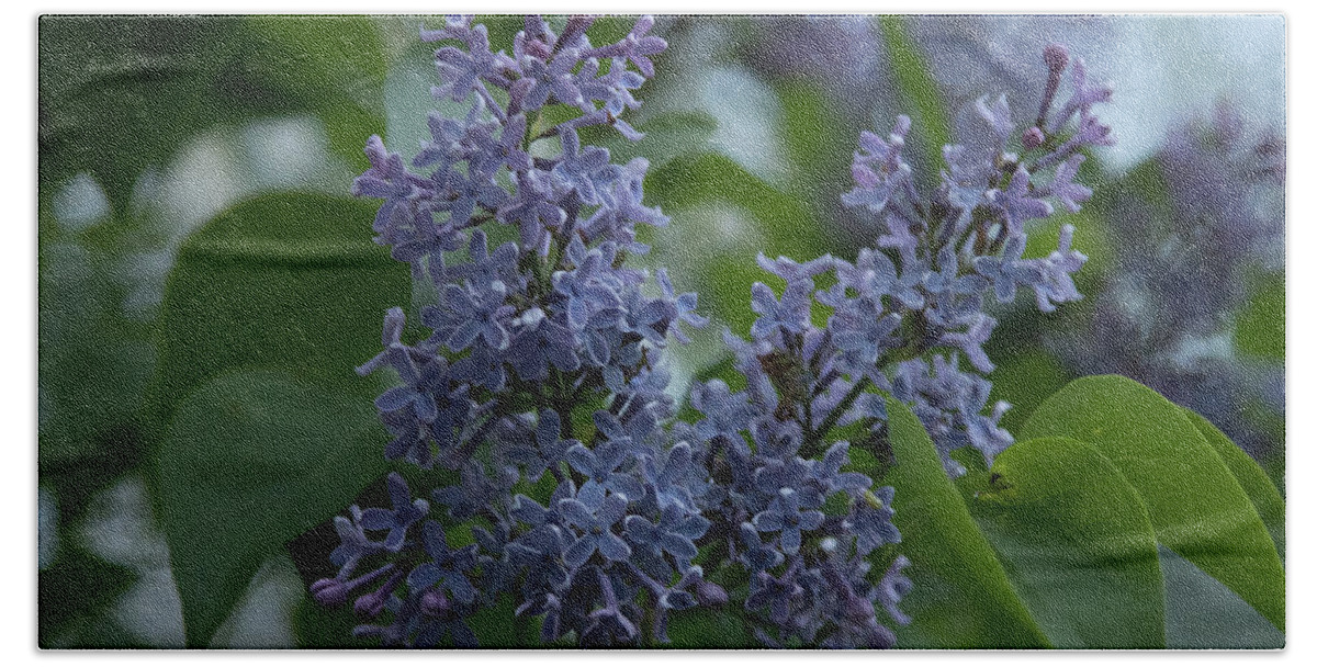 Close Up Beach Towel featuring the photograph Springtime Lilac by Jeff Folger