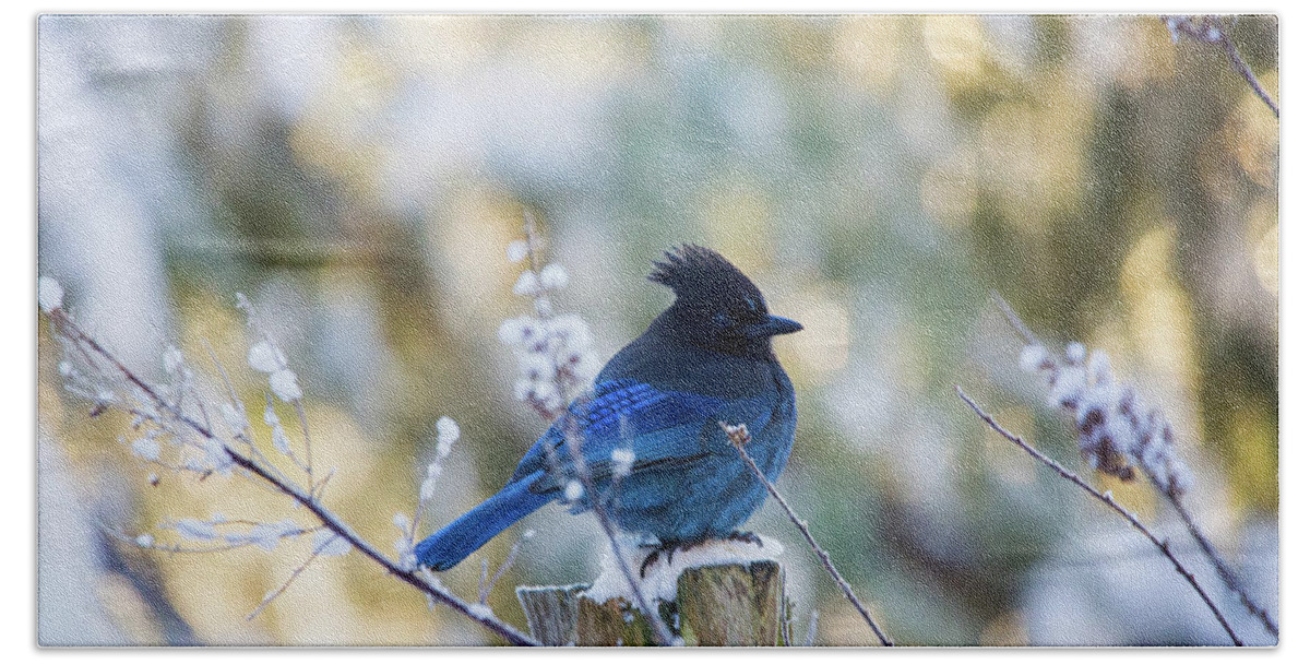 Bird Beach Towel featuring the photograph Stellar Jay In The Snow by Rory Siegel