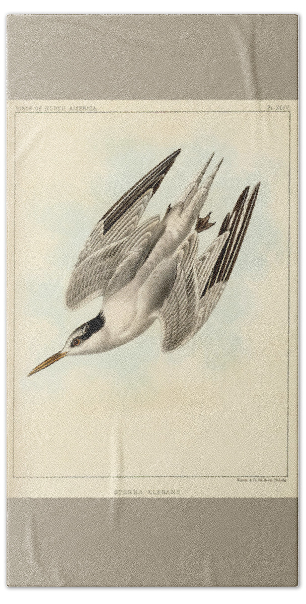 Birds Beach Towel featuring the mixed media Sterna Elegans by Bowen and Co lith and col Phila