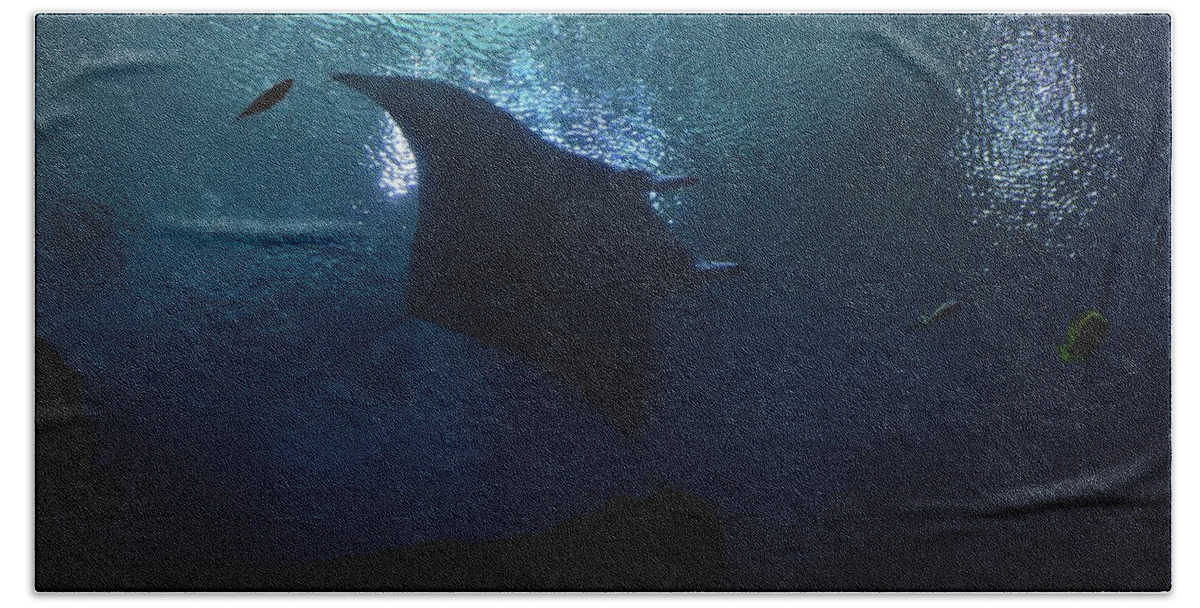 Stingray And Fish Beach Towel featuring the photograph Stingray and Fish by Warren Thompson