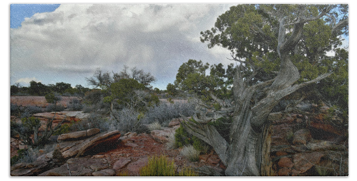 Canyonlands National Park Beach Towel featuring the photograph Storm Cloud over Canyonlands Juniper by Ray Mathis