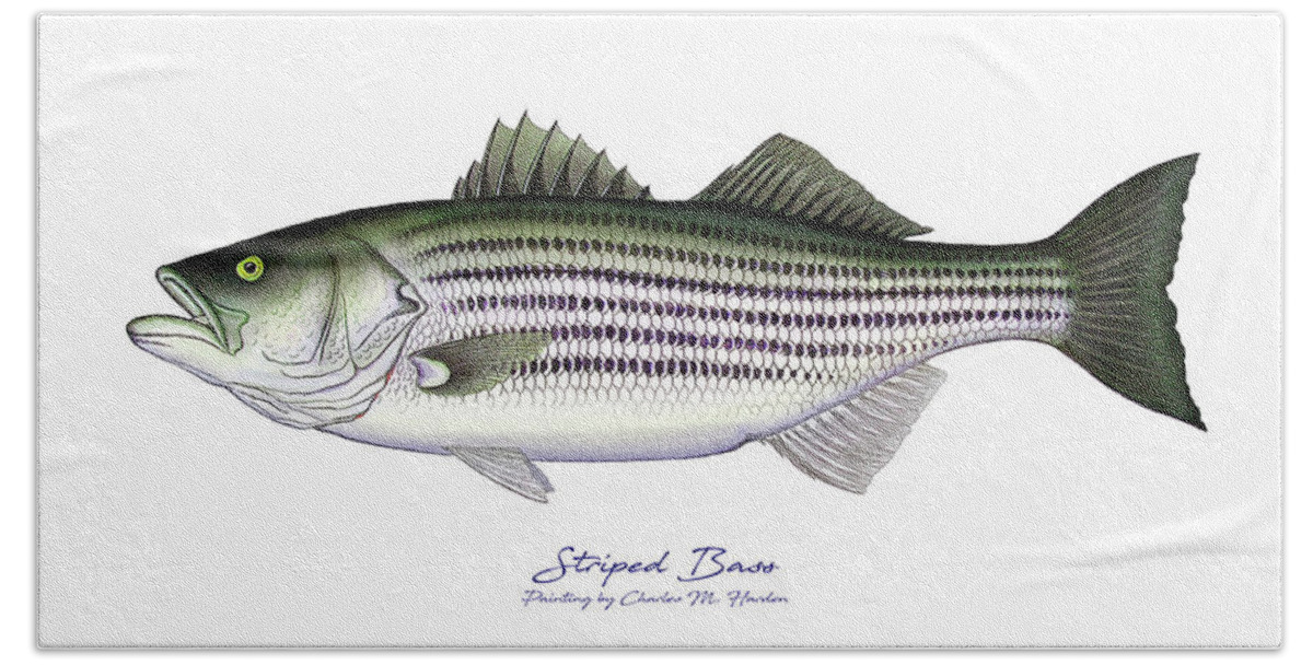 Striped Bass Art Beach Towel featuring the painting Striped Bass by Charles Harden