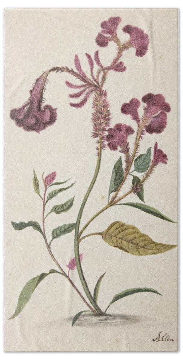 Botanical Illustration Beach Towel featuring the painting Study Of A Hanekam by Alida Withoos