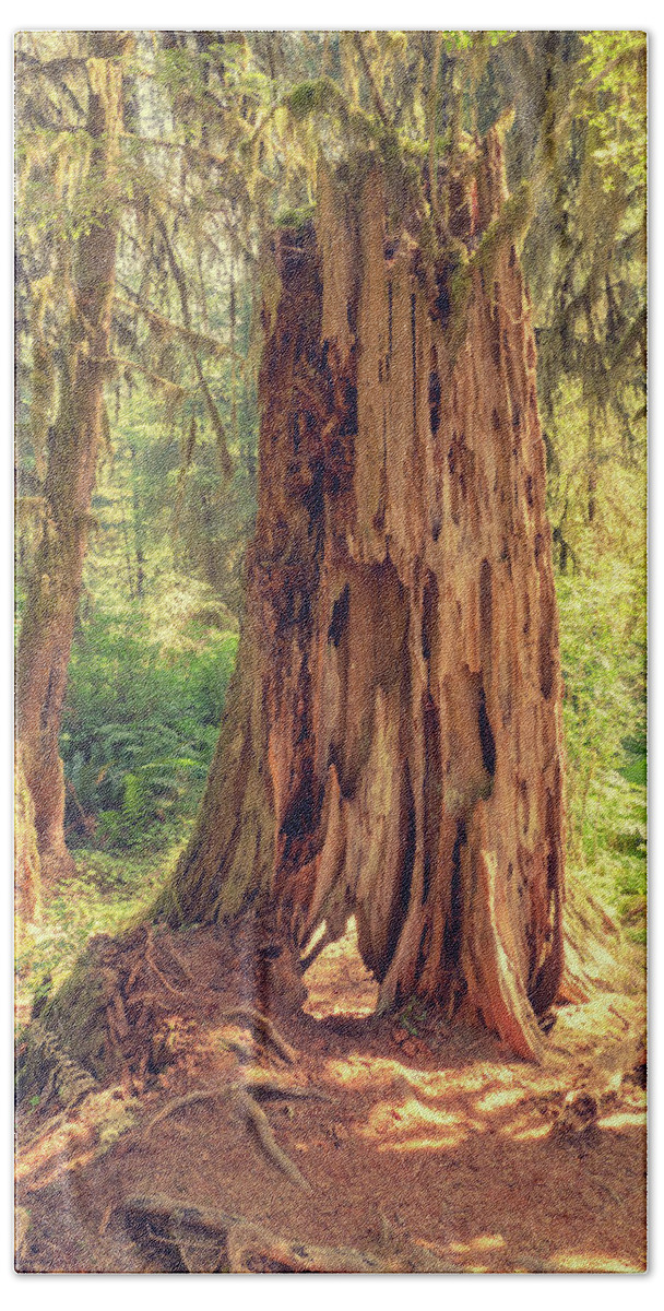Stone Beach Towel featuring the photograph Stump in the Rainforest by Kyle Lee