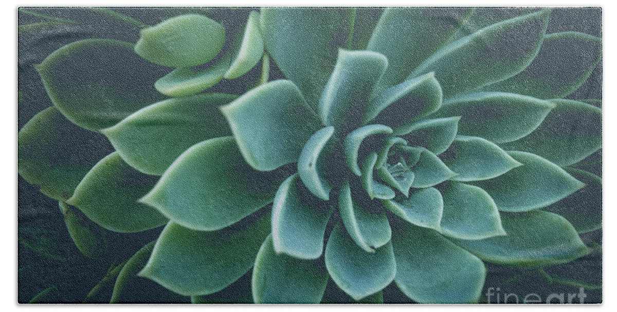 Succulent Beach Sheet featuring the photograph Succulent Plants Film Fade by Edward Fielding