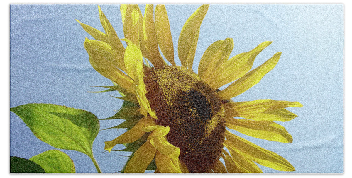 Sunflower Beach Towel featuring the photograph Sunflower 48 by Amy E Fraser