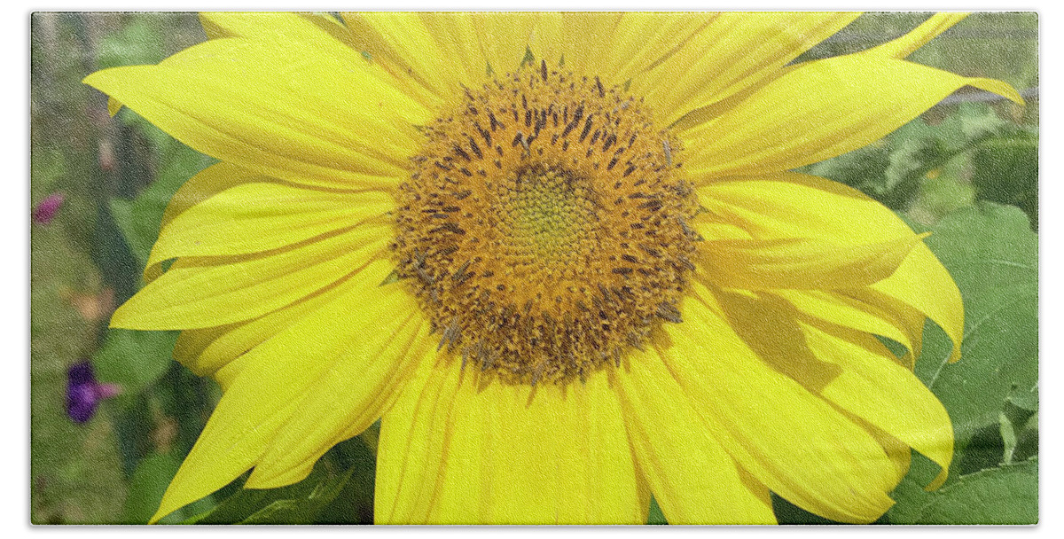 Sunflower Beach Towel featuring the photograph Sunflower 53 by Amy E Fraser
