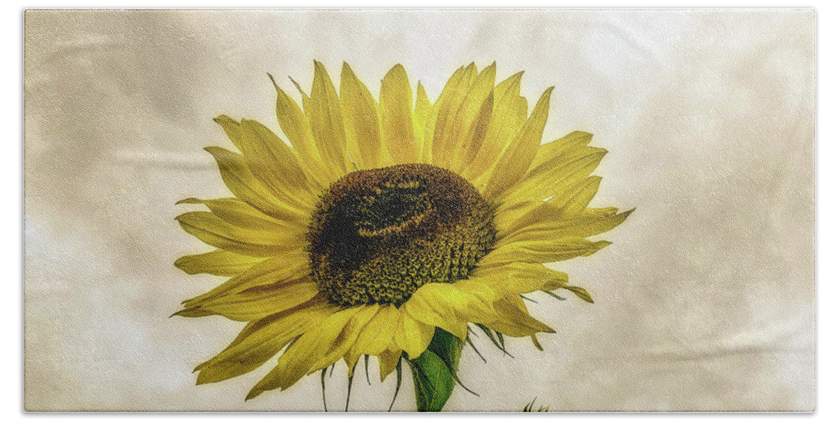 Sunflower Beach Towel featuring the photograph Sunflower by Anamar Pictures
