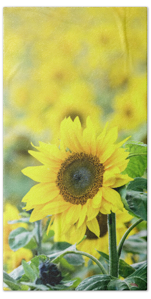 Sunflower Beach Towel featuring the photograph Sunflower by Anita Nicholson
