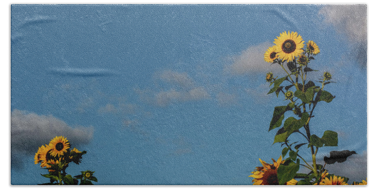 Nature Beach Towel featuring the photograph Sunflower Buddies by Douglas Wielfaert