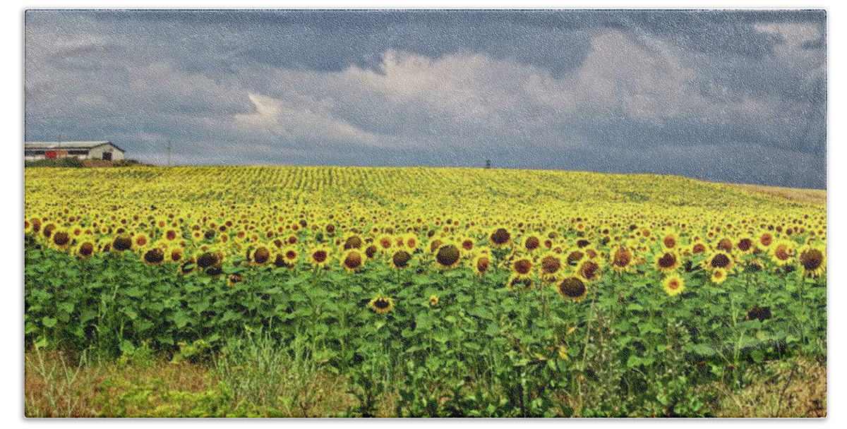 Sunflowers Beach Towel featuring the photograph Sunflower field by Martin Smith