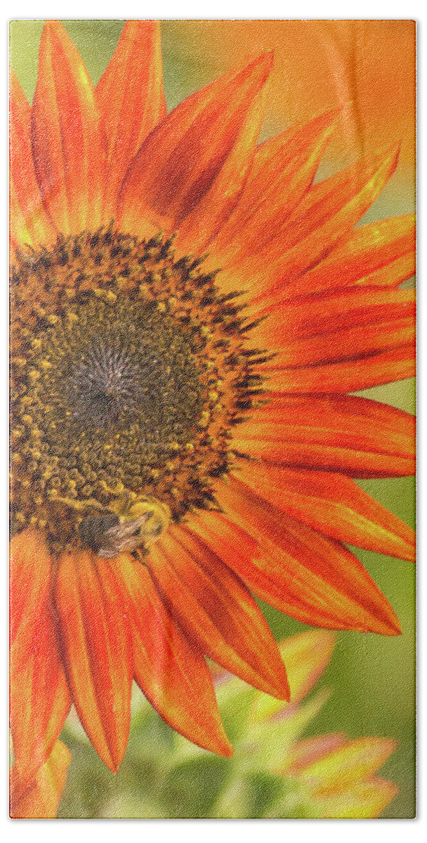 Sunflower Beach Towel featuring the photograph Sunflower Glory by Dorothy Cunningham