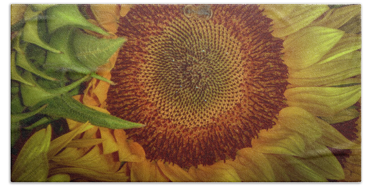 Sunflower Beach Sheet featuring the photograph Sunflower Splendor by Judy Hall-Folde