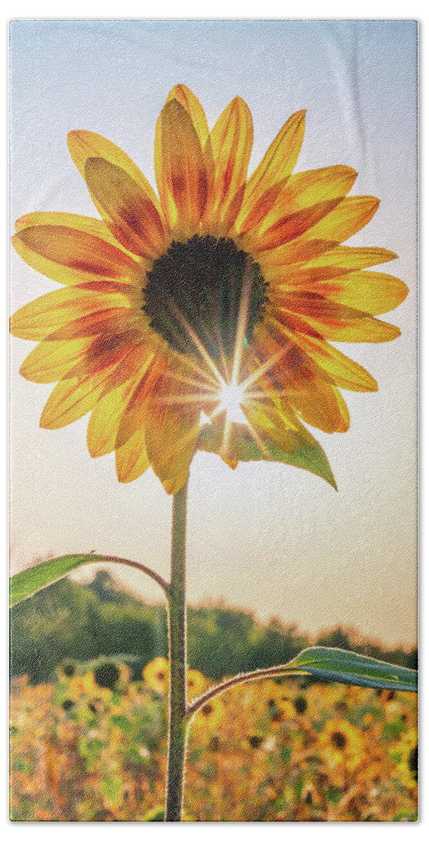 Sunflower Beach Towel featuring the photograph Sunflower Sunburst by Framing Places