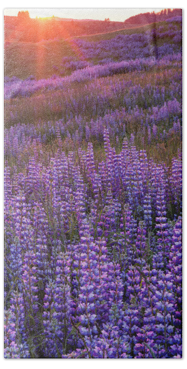 Jeff Foott Beach Towel featuring the photograph Sunset Lupine In Redwood Natl Park by Jeff Foott