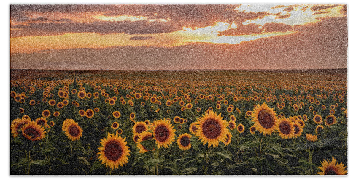 Colorado Beach Towel featuring the photograph Sunset Over Colorado Sunflower Fields by Teri Virbickis