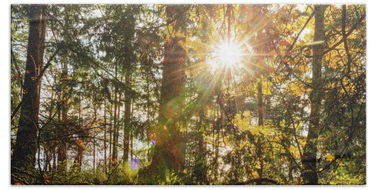 Fall; Autumn; Color; Trees; Forest; Sun; Ray Of Sunshine; Trail; Chuckanut Drive; Washington; Pnw; Pacific North West Beach Towel featuring the digital art Sunshine at Whatcom County by Michael Lee