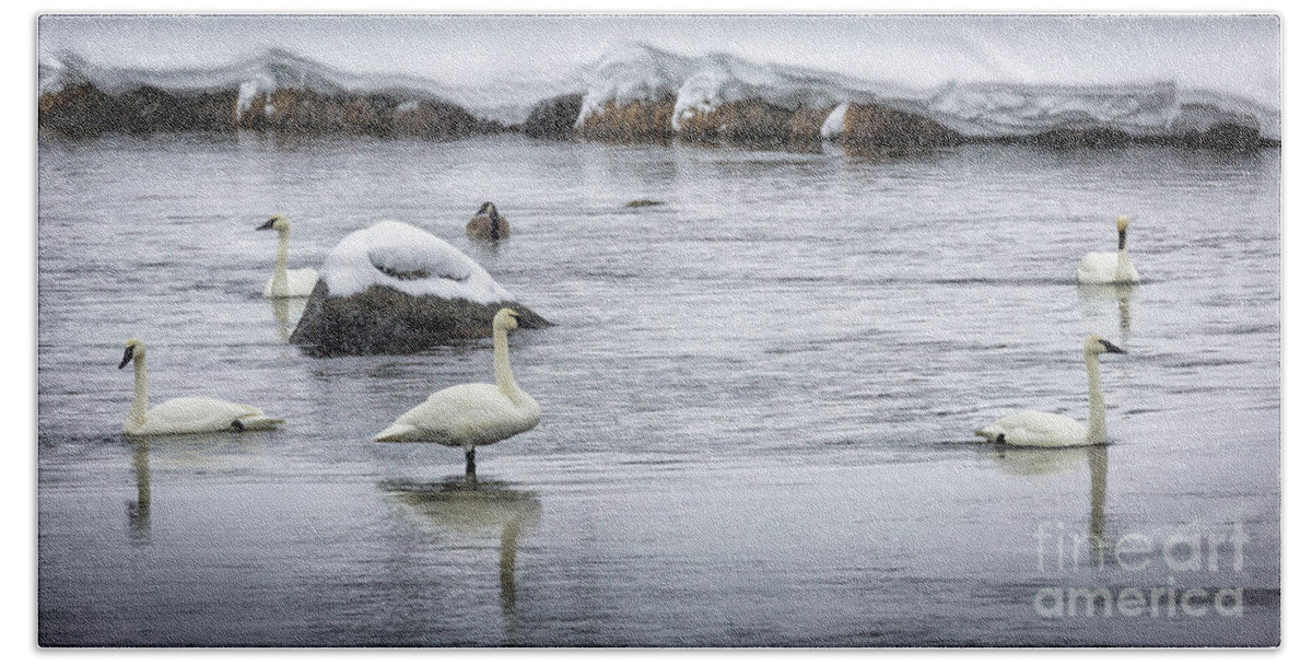 Timothy Hacker Beach Towel featuring the photograph Swans In Winter 1 by Timothy Hacker