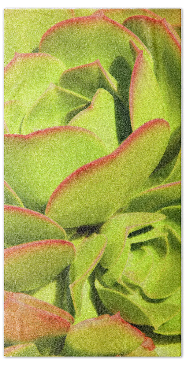 Hen And Chicks Beach Towel featuring the photograph Sweet Succulents I by Leda Robertson