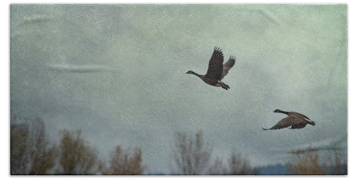 Geese Beach Sheet featuring the photograph Taking Flight by Belinda Greb