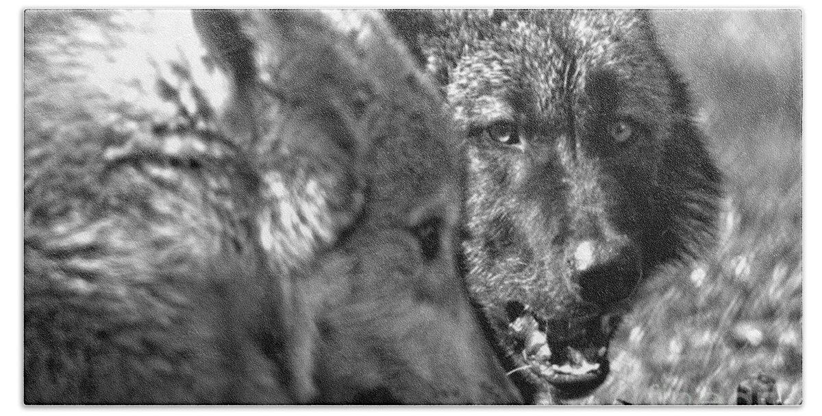 Wolf Beach Towel featuring the photograph That's My Bone Black And White by Adam Jewell