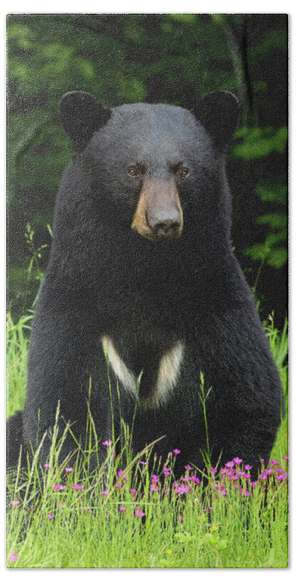 Bear Beach Towel featuring the photograph The Bear with a V by Duane Cross