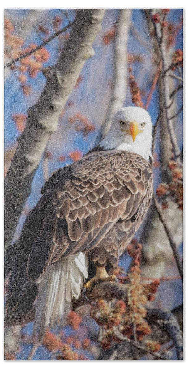 Bald Eagle Beach Towel featuring the photograph The Eyes by Laura Hedien