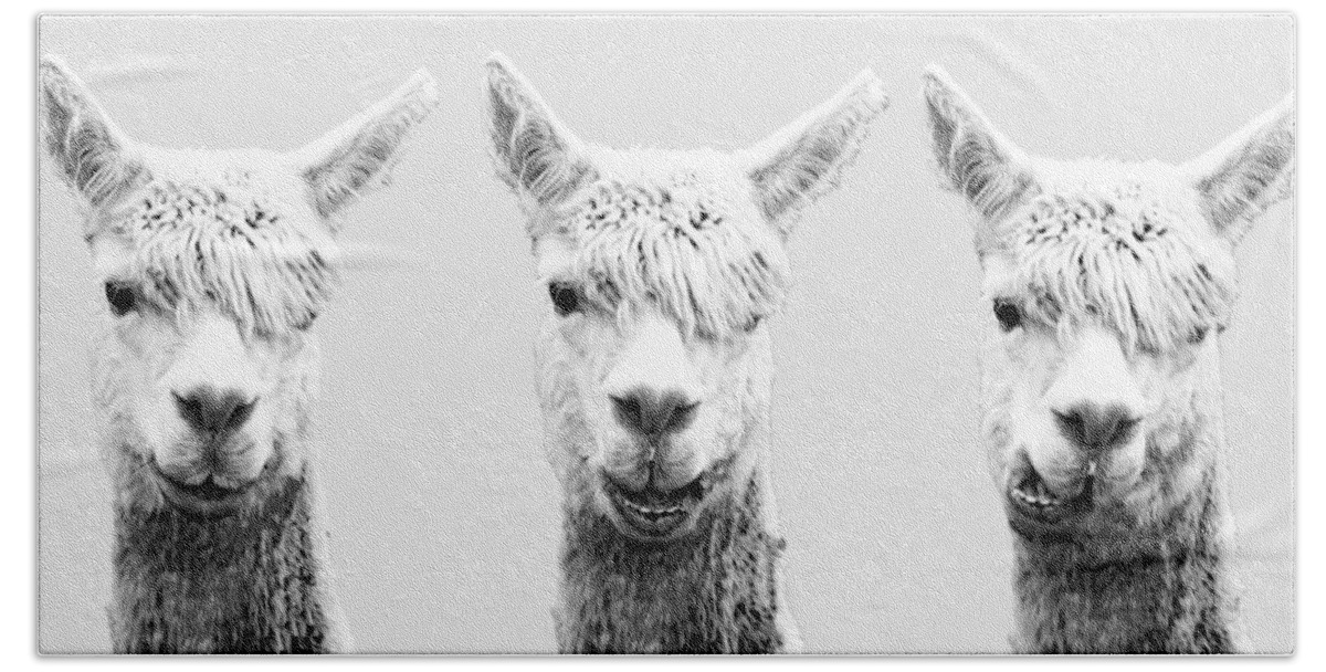 Alpaca Beach Towel featuring the photograph The faces of Alpaca by Jonny D
