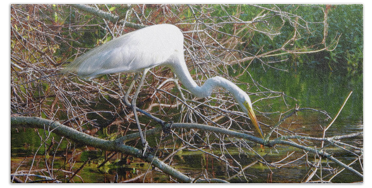 Great Egret Beach Towel featuring the photograph The Hunter by Scott Cameron