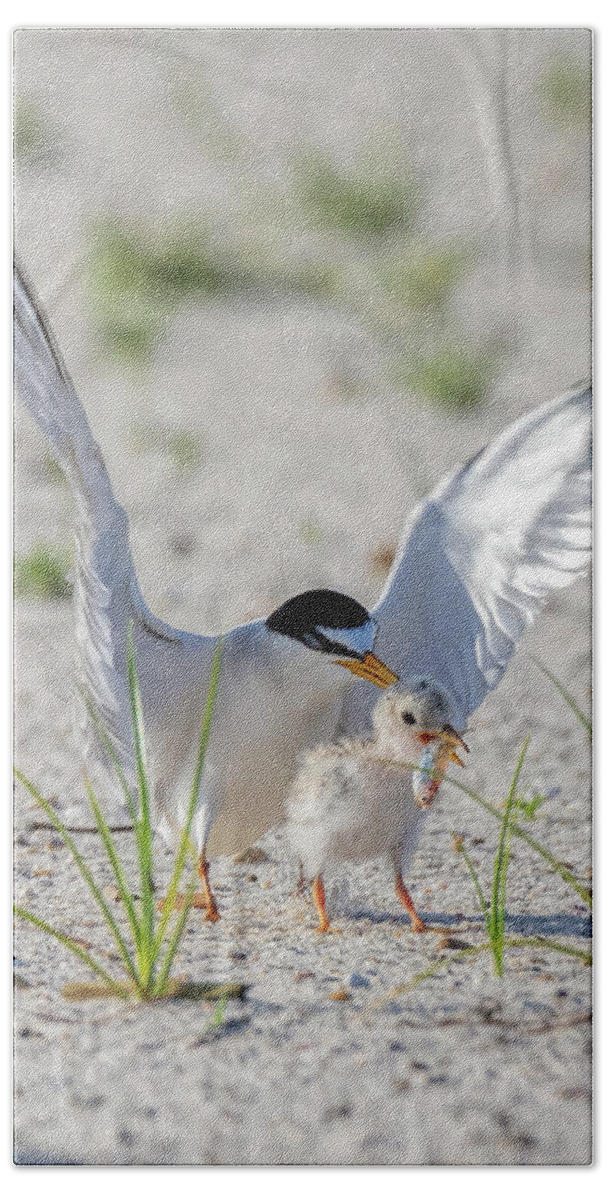 Bird Beach Towel featuring the photograph The Littlest Thief 2 by Susan Rissi Tregoning