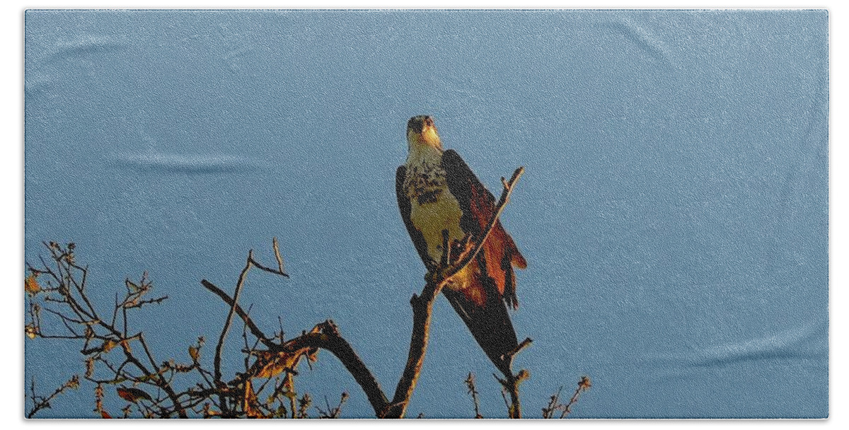Bird Beach Towel featuring the photograph The Lookout by Alida M Haslett