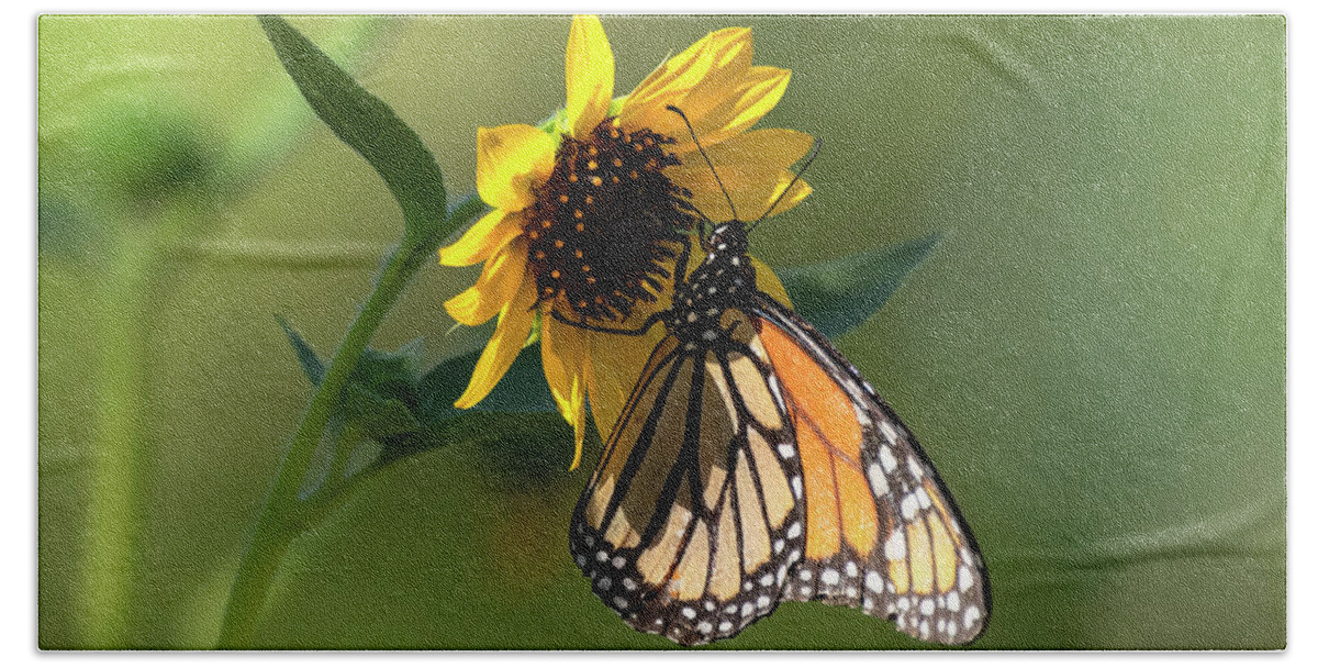 Monarch Butterfly Beach Towel featuring the photograph The Monarch And The Sunflower by Saija Lehtonen