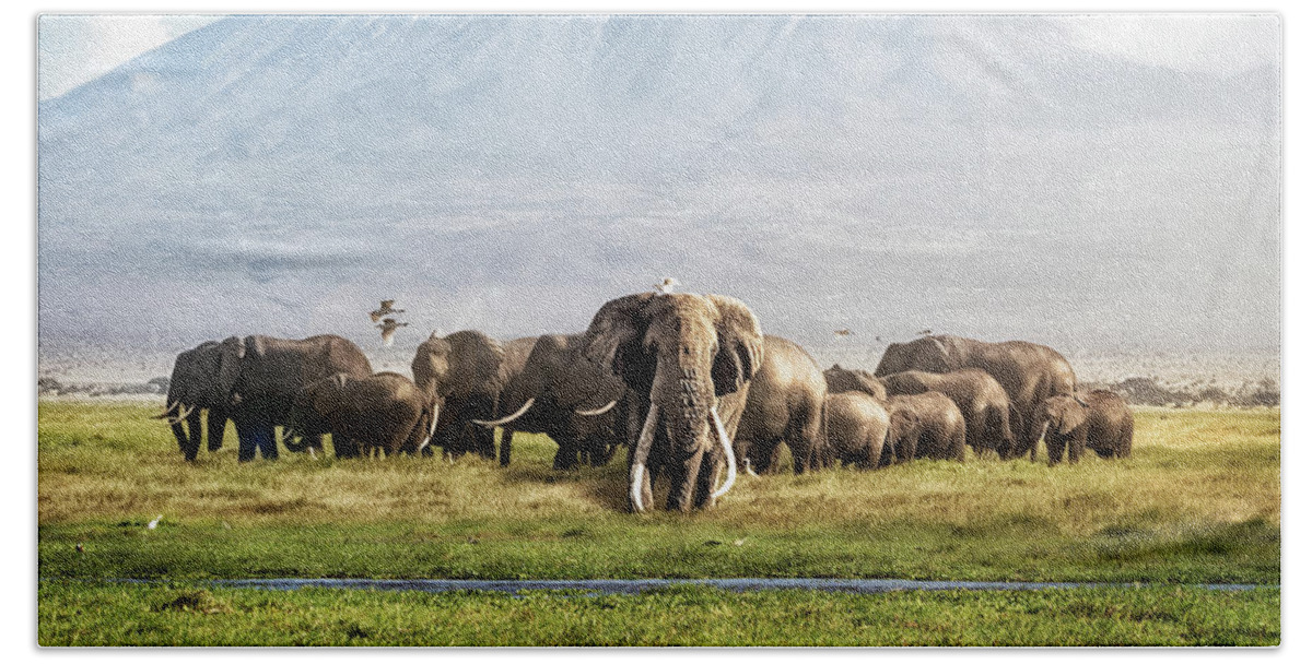 Elephant Beach Towel featuring the photograph The Patriarch of Amboseli by Good Focused