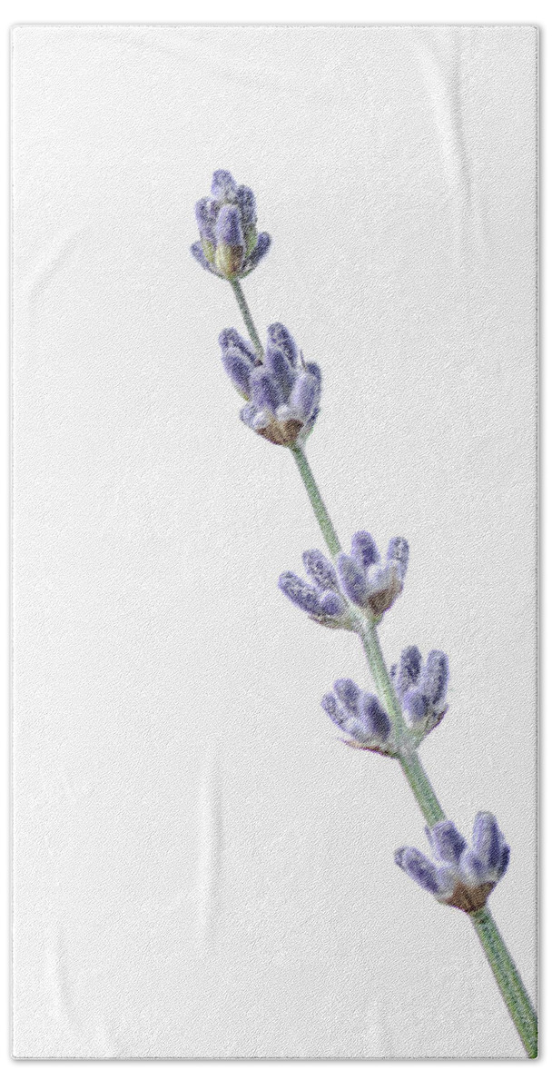Lavender Beach Towel featuring the photograph The Sweet Smell of Lavender by Jennifer Grossnickle