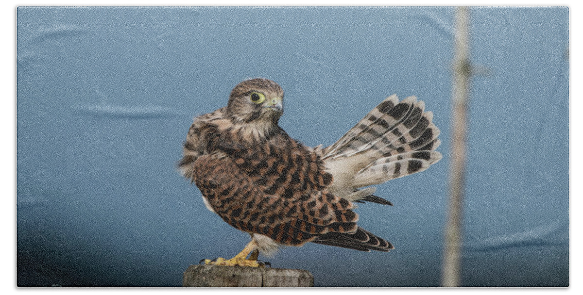 Kestrel Beach Towel featuring the photograph The young Kestrel's tail in the air by Torbjorn Swenelius