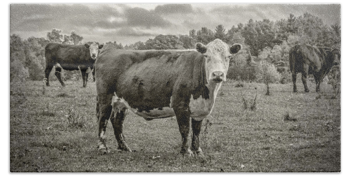 Cows Beach Towel featuring the photograph Three Cows by Cathy Kovarik