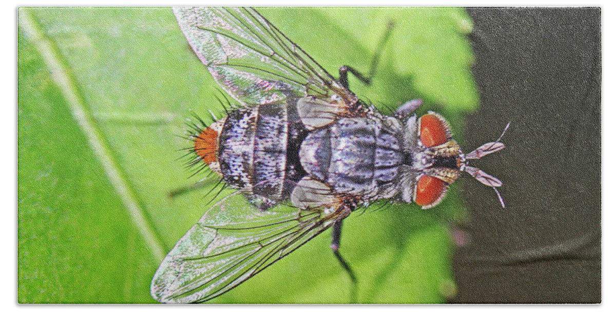 Insects;horizontal;macro;jenniferrobin.gallery Beach Towel featuring the photograph Three Eyed Fly by Jennifer Robin