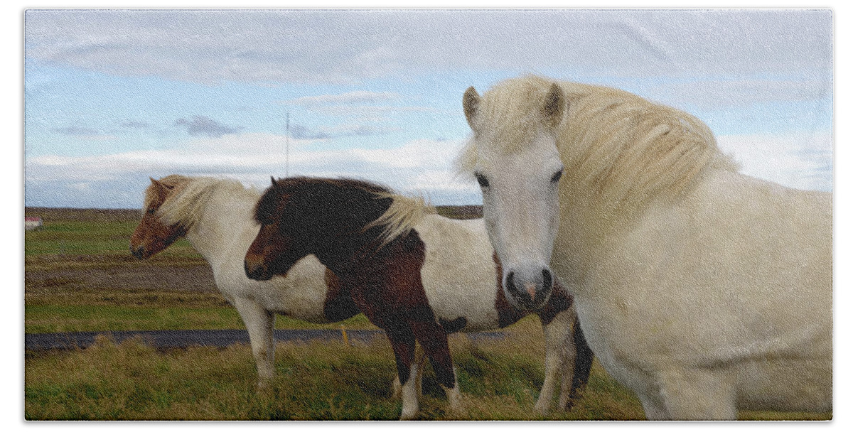 Iceland Beach Towel featuring the photograph Three icelandic horses at Helgafell #2 by RicardMN Photography