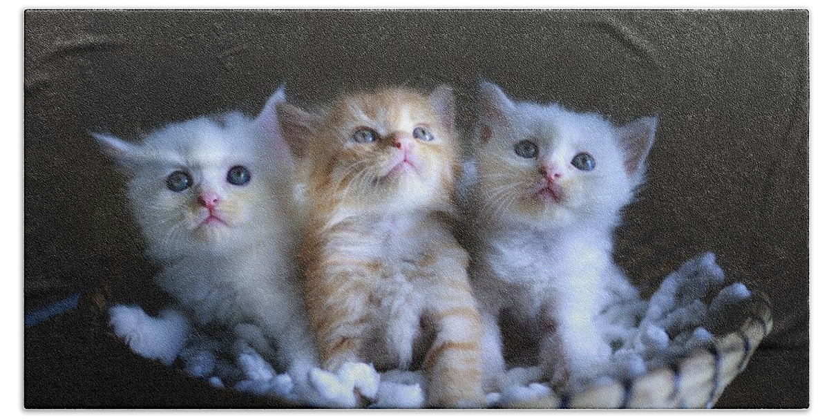 Cat Beach Sheet featuring the photograph Three little kitties by Top Wallpapers