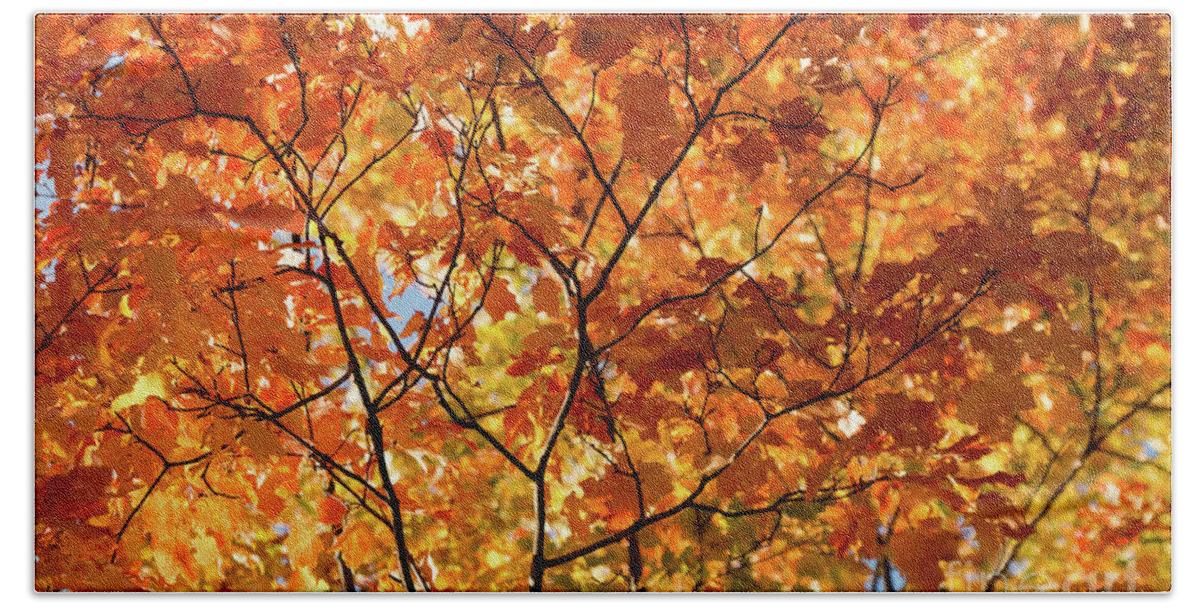 Fall Beach Towel featuring the photograph To Be Up in The Trees by Ana V Ramirez