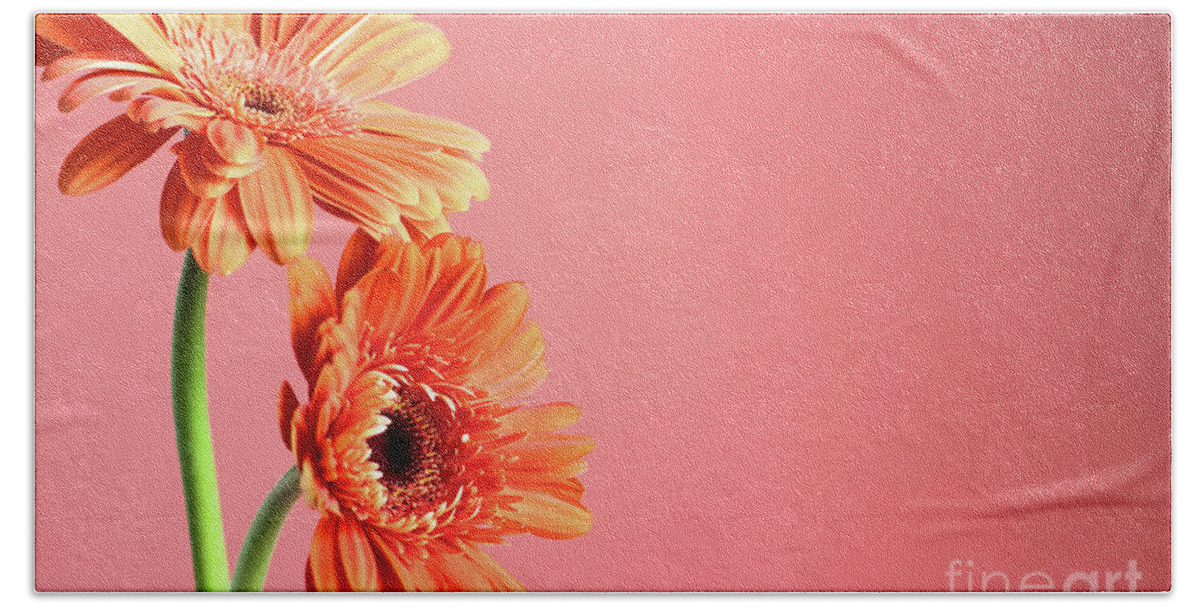 Gerbera Daisy Beach Towel featuring the photograph Together by Stephanie Frey