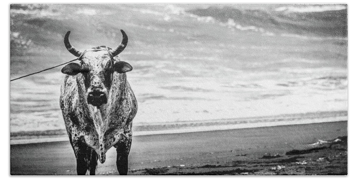 Very Large Bull Staring At The Camera On A Costa Rican Beach. Playa Hermosa. Beach Towel featuring the photograph Toro della Playa by Tito Slack