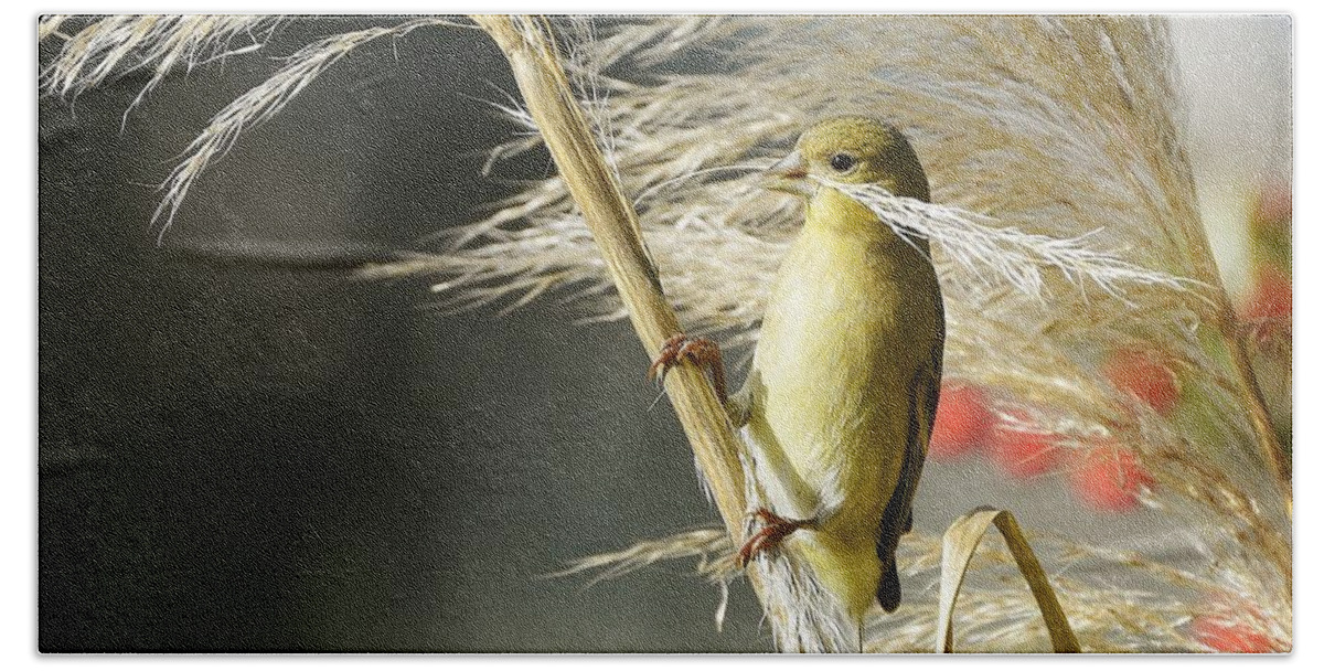 Lesser Goldfinch Beach Towel featuring the photograph Touch Of Gold by Fraida Gutovich